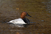 canvasback (Aythya valisineria) swiming in coloured water, England