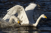 Whooper swan (Cygnus cygnus) fighting, England