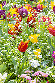 Fringed tulip 'Labrador', Fringed tulip 'Hamilton', Fringed tulip 'Joint Division', Wood forget-me-not (Myosotis sylvatica) 'Victoria White