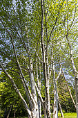 Himalayan Birch (Betula utilis var. jacquemontii)