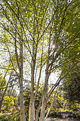 Himalayan Birch (Betula utilis var. jacquemontii)