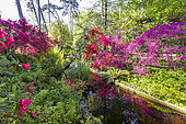 Rhododendron 'Philinte', Rhododendron 'Addy Wery', Rhododendron 'Maxwellii', Ostrich fern (Matteucia struthiopteris), Parc Floral de Vincennes, Paris, France