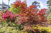 Maple-leaved plane (Acer palmatum) 'Red Pygmy'