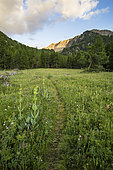 Alpine meadow in the Queyras Regional Natural Park, Ceillac, Hautes-Alpes, France