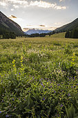 Alpine meadow in the Queyras Regional Natural Park, Ceillac, Hautes-Alpes, France