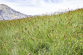 Fescue (Festuca paniculata), sign of ovine overgrazing in mountain pastures, Queyras Regional Natural Park, Hautes-Alpes, France