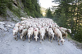 Ewes going up to the mountain pasture, Parc Naturel Régional du Queyras, Hautes-Alpes, France