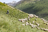 Shepherd and herd of sheep, Queyras Regional Natural Park, Hautes-Alpes, France