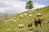 Vaches en alpage, PNR Queyras