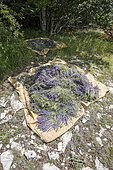 Hand picking of wild lavender on the mountain of Lure, Alpes de Haute Provence, France