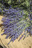 Hand picking of wild lavender on the mountain of Lure, Alpes de Haute Provence, France