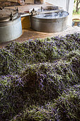 Distillation of wild lavender to obtain essential oil, Montagne de Lure, Alpes de Haute-Provence, France