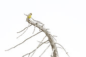 Citril Finch (Serinus citrinella) on a dead tree, Ventoux, Provence, France