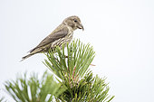 Common Crossbill (Loxia curvirostra) on a pine tree, Ventoux, Provence, France