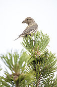 Common Crossbill (Loxia curvirostra) on a pine tree, Ventoux, Provence, France