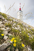 Ventoux poppy and Observatory Tower, Mont Ventoux, Provence, France