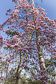 Yulan Magnolia (Magnolia denudata) 'Forrest's Pink' in bloom