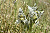 Magellan Orchid (Chloraea magellanica), Spring flowering, Torres del Paine National Park, XII Magallanes Region and Chilean Antarctica, Chile