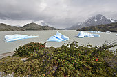 Grey Lake with Grey Glacier in the background, Torres del Paine National Park, XII Magallanes Region and Chilean Antarctica, Chile