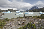 Grey Lake with Grey Glacier in the background, Torres del Paine National Park, XII Magallanes Region and Chilean Antarctica, Chile