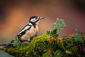 Spotted woodpecker (Dendrocopos major) female on a trunk, Ardennes, Belgium