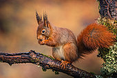 Red squirrel (Sciurus vulgaris) on a branch, Ardennes, Belgium