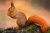 Red squirrel (Sciurus vulgaris) on a branch, Ardennes, Belgium