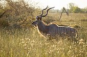 Greater Kudu (Tragelaphus strepsiceros) standing in tall grass, Okavango Delta, Botswana, Africa