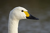 Bewick`s swan (Cygnus columbianus bewickii) head details, England