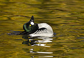 Goldeneye (Bucephala clangula) male displaying in golden water
