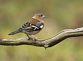 Chaffinch (Fringilla coelebs) perched on a branch, England