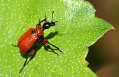 Hazel Leaf-roller Weevil (Apoderus coryli) on a leaf, Vosges du Nord Regional Nature Park, France