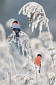 Bullfinch (Pyrrhula pyrrhula) males on a frosted reed, Vosges du Nord Regional Nature Park, France