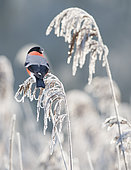 Bullfinch (Pyrrhula pyrrhula) male on a frosted reed, Vosges du Nord Regional Nature Park, France