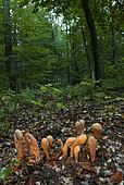 Club coral (Clavariadelphus pistillaris) in undergrowth, Vosges du Nord Regional Nature Park, France