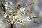 Honey bees (Apis mellifera) on black thorn (Prunus spinosa) flowers, Vosges du Nord Regional Nature Park, France