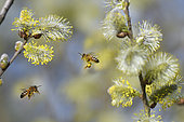 Abeille à miel (Apis mellifera) sur Saule marsault (Salix caprae), Parc naturel régional des Vosges du Nord, France