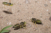 Sand wasp (Bembix rostrata) male attracted by females Vosges du Nord Regional Nature Park, France