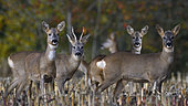 Roe deer (Capreolus capreolus) fall herd in a corn field, Vosges du Nord Regional Nature Park, France