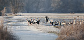 White storks (Ciconia ciconia) staging in a frosted meadow, Vosges du Nord Regional Nature Park, France