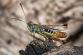 Rufous grasshopper (Gomphocerippus rufus) male, Vosges du Nord Regional Nature Park, France
