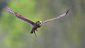 Kestrel (Falco tinnunculus) in flight with a cut head slow worm in the talons, Vosges du Nord Regional Nature Park, France