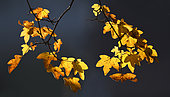 Leaves of Montpellier Maple (Acer monspessulanum) in autumn, Vosges du Nord Regional Nature Park, France