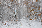 Snowy forest, Vosges du Nord Regional Nature Park, France
