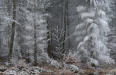 Snowy forest, Vosges du Nord Regional Nature Park, France