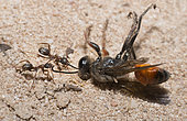 Slavemaker ant (Formica sanguinea) pulling a Golden digger wasp (Sphex funerarius), Vosges du Nord Regional Nature Park, France