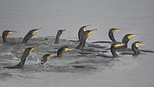 Great cormorants (Phalacrocorax carbo) group fishing, Lorraine Regional Nature Park, France