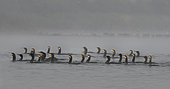 Great cormorants (Phalacrocorax carbo) group fishing in fog, Lorraine Regional Nature Park, France