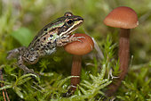 Lesson's frog (Pelophylax lessonae) and Late Inocybe (Inocybe tarda), Vosges du Nord Regional Nature Park, France