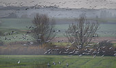Grues cendrées (Grus grus) en migration d'automne, Parc naturel régional de Lorraine, France